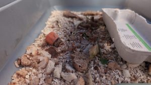 Insekten – Trend auf dem Teller, ethische Grauzone oder DIY-Zucht für Rebell*innen?